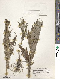 Artemisia douglasiana image