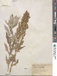 Artemisia douglasiana image