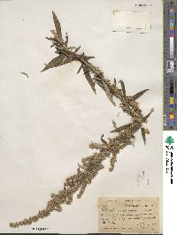 Artemisia douglasiana image