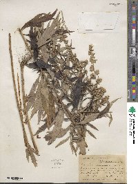 Artemisia douglasiana image