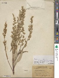 Artemisia douglasiana image