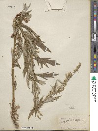 Artemisia douglasiana image