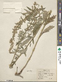 Artemisia douglasiana image