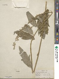 Artemisia douglasiana image