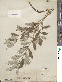 Artemisia douglasiana image