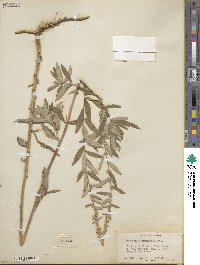 Artemisia douglasiana image