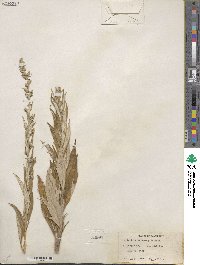 Artemisia douglasiana image