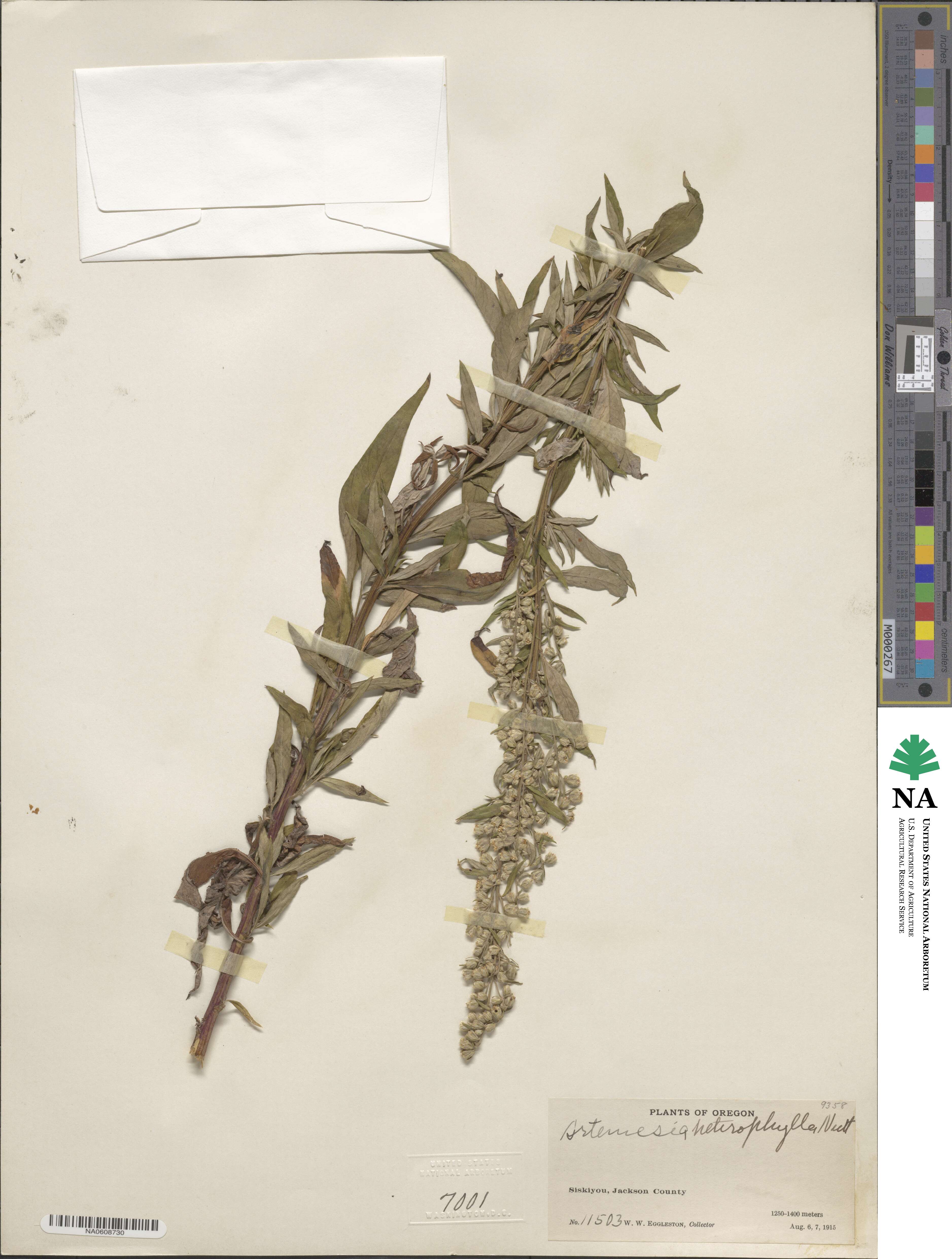 Artemisia douglasiana image