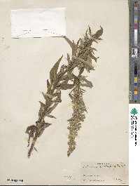 Artemisia douglasiana image