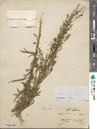 Artemisia dracunculus image