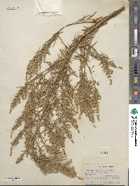 Artemisia dracunculus image