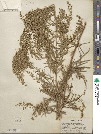 Artemisia dracunculus image