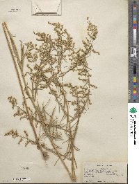 Artemisia dracunculus image