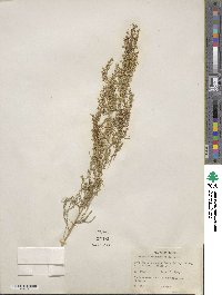 Artemisia dracunculus image