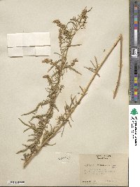 Artemisia dracunculus image