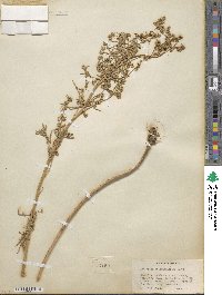 Artemisia dracunculus image