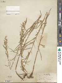 Artemisia dracunculus image