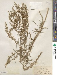 Artemisia dracunculus image