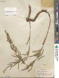 Artemisia dracunculus image