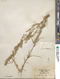 Artemisia dracunculus image