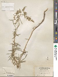 Artemisia dracunculus image