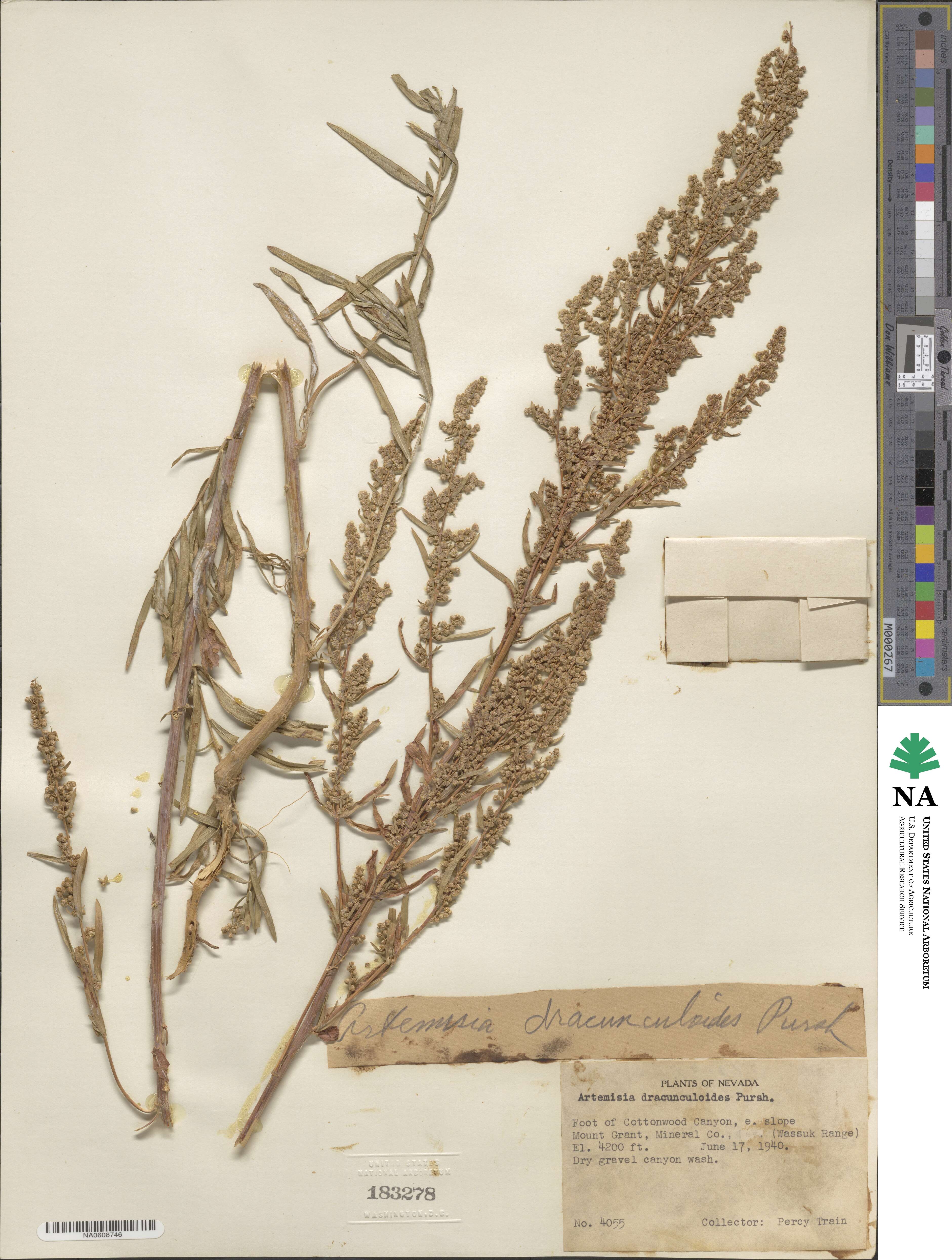 Artemisia dracunculus image