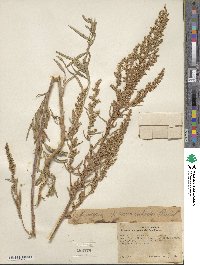 Artemisia dracunculus image