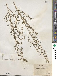 Artemisia dracunculus image