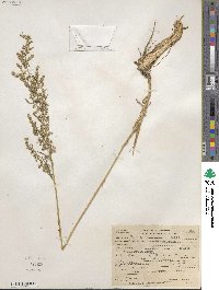 Artemisia dracunculus image