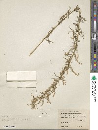 Artemisia dracunculus image