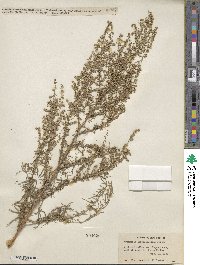 Artemisia dracunculus image