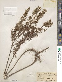 Artemisia dracunculus image