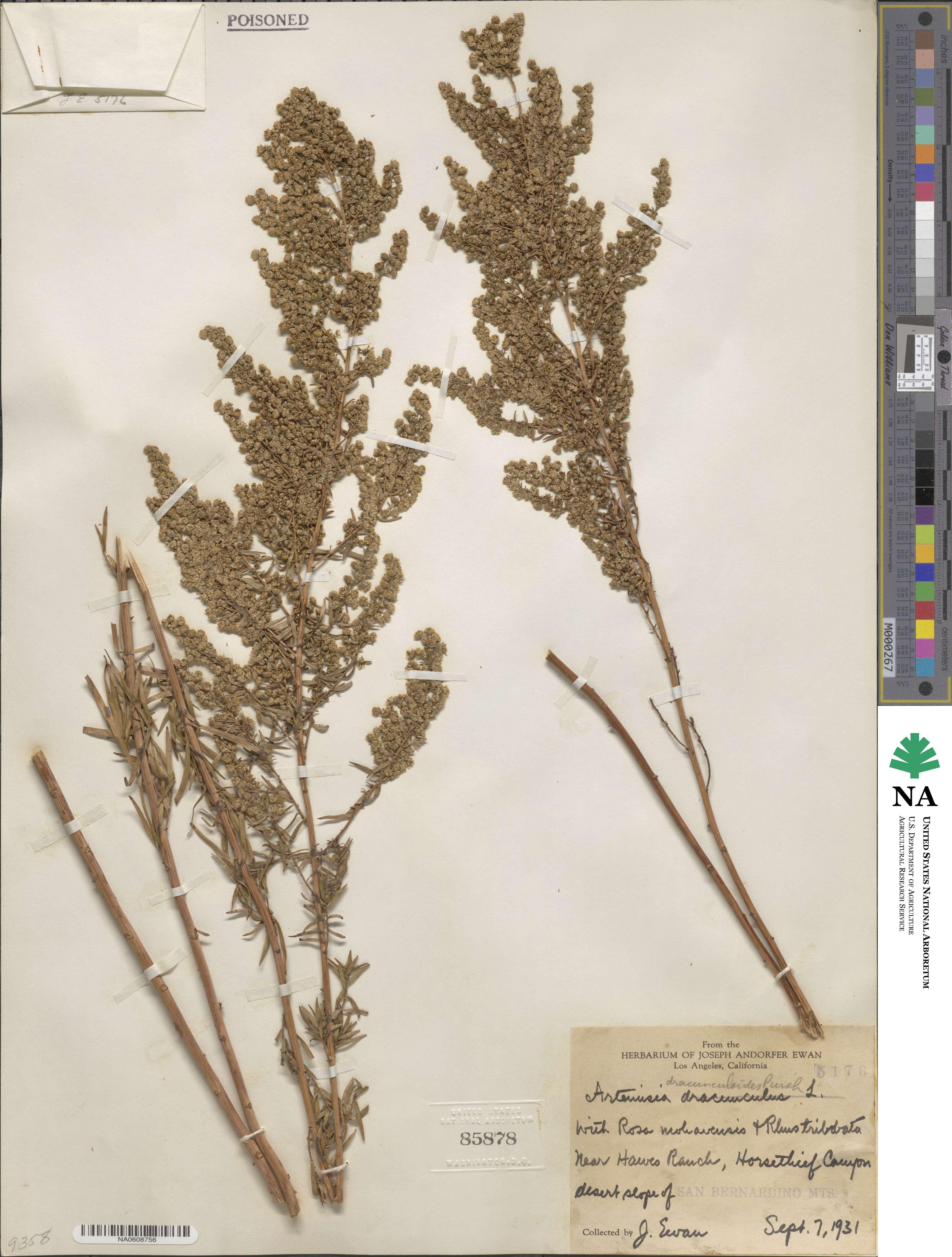 Artemisia dracunculus image