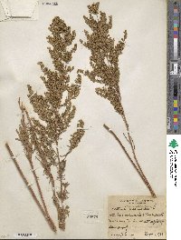 Artemisia dracunculus image