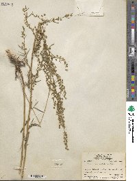 Artemisia dracunculus image