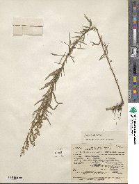 Artemisia dracunculus image