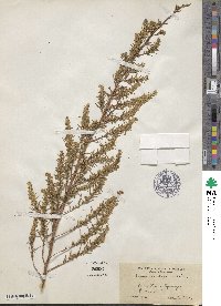 Artemisia dracunculus image