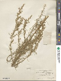 Artemisia dracunculus image