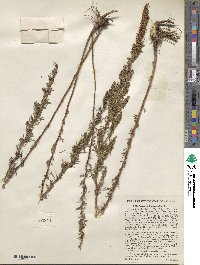 Artemisia dracunculus image