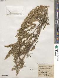 Artemisia dracunculus image