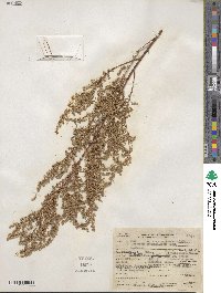 Artemisia dracunculus image