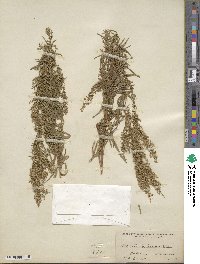 Artemisia dracunculus image