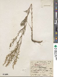 Artemisia dracunculus image