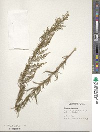 Artemisia dracunculus image