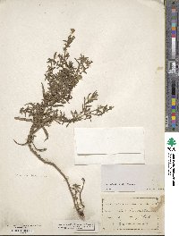 Artemisia dracunculus image