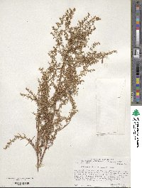 Artemisia dracunculus image