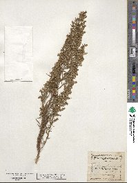 Artemisia dracunculus image