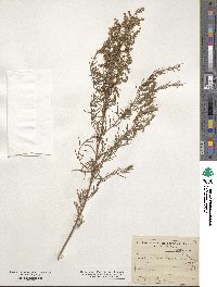 Artemisia dracunculus image