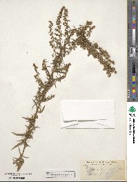 Artemisia dracunculus image