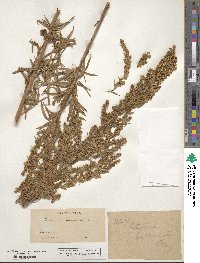 Artemisia dracunculus image